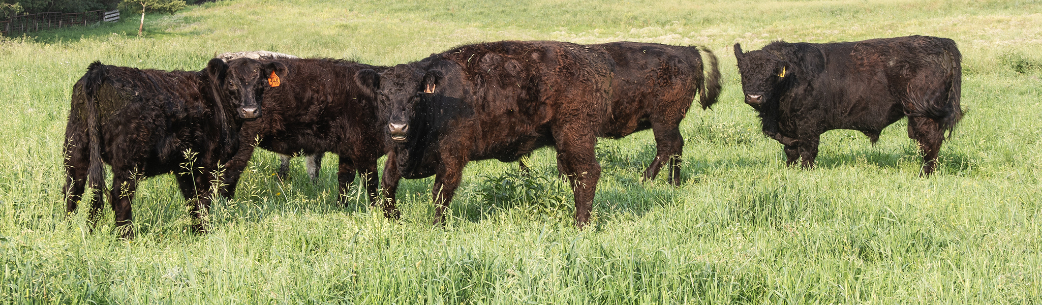 Black and Red Galloway Cattle