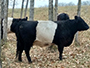 Black Belted Galloway