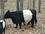 Black Belted Galloway