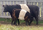 Black Belted Galloway