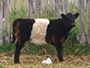 Belted Galloway Calf