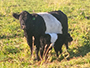 Belted Galloway