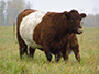 Red Belted Galloway