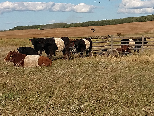 Belted Galloway Cattle