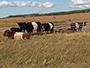 Belted Galloway Herd