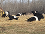 Belted Galloway Herd