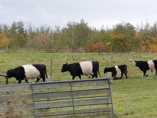 Belted Galloway Cattle