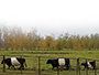 Belted Galloway Herd