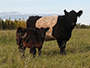 Belted Galloway