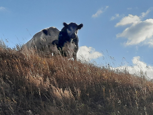 Vermillion Herd