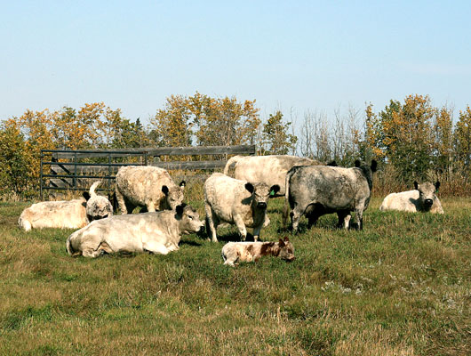 Canadian Galloway Cattle