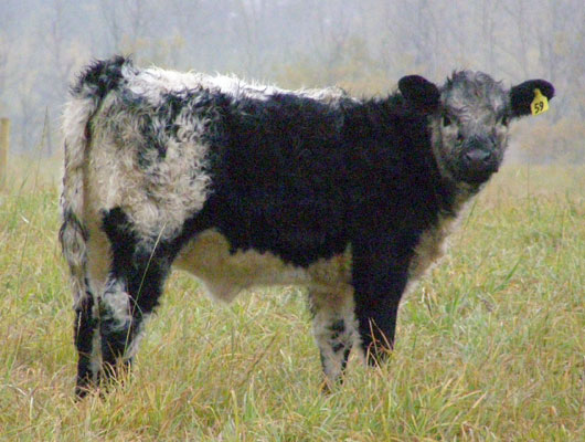 Riggit Calf