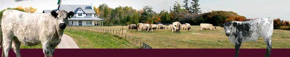 Belted Herd