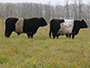 Black Belted GAlloway