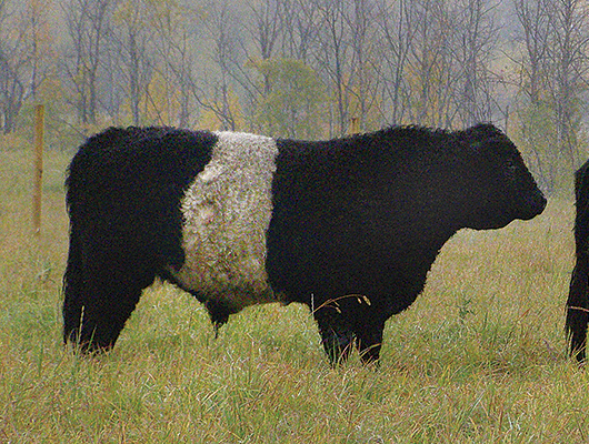 Canadian Galloway Cattle
