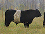 GJR32W Belted Galloway