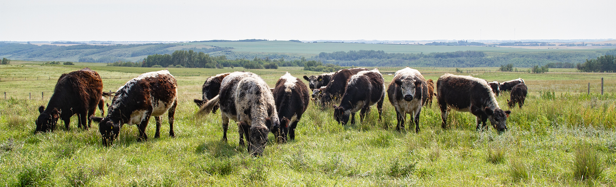 Our Herd